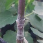 Professional Grafting Tool - Image 6